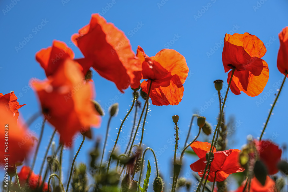 Fototapeta premium Papaver rhoeas, with common names including common poppy, corn poppy, field poppy, Flanders poppy, and red poppy, is an annual herbaceous species of flowering plant in the poppy family Papaveraceae. 