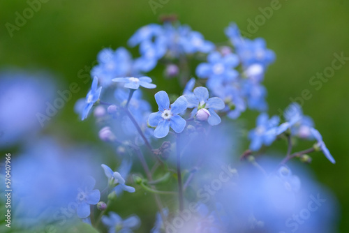 blue flower