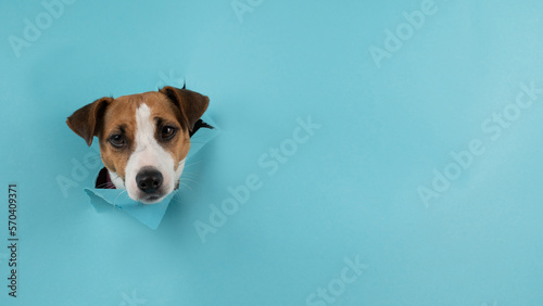 Funny dog muzzle jack russell terrier sticks out of a hole in a blue cardboard background.  © Михаил Решетников