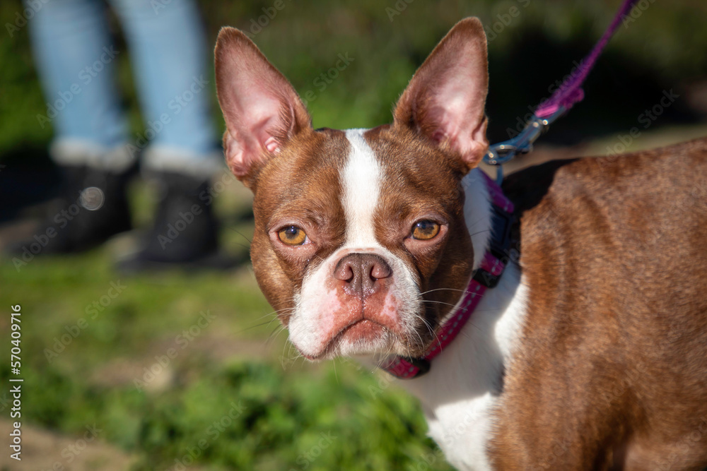 A brown Boston Terrier on a morning walk
