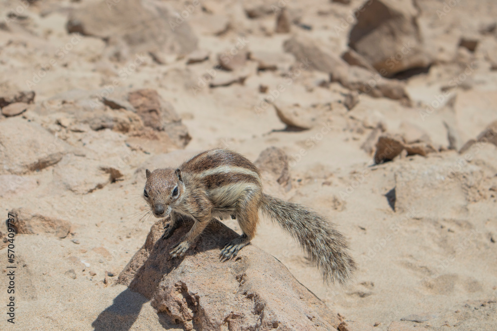 Fuerteventura Moorish squirrel walking along the rocks of a sandy beach. Fuerteventura, Canary Islands, Spain. Fuerteventura Moorish squirrel walking along the rocks of a sandy beach. Fuerteventura, Canary Islands, Spain.