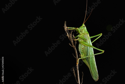 Closeup of the great green bush-cricket Tettigonia viridissima (Insecta: Orthoptera: Tettigoniidae), a large European katydid photographed on black background.