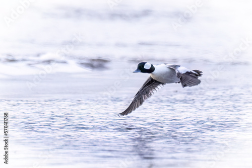a male bufflehead in flight over the St. Lawrence River