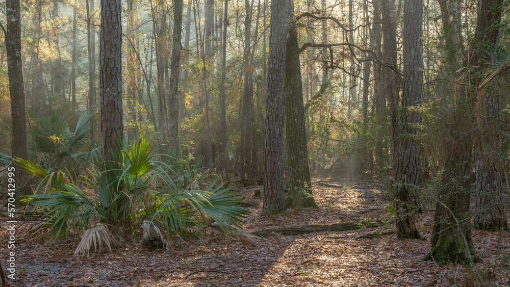 A walk through an East Texas forest early in the morning. A walk through an East Texas forest early in the morning.