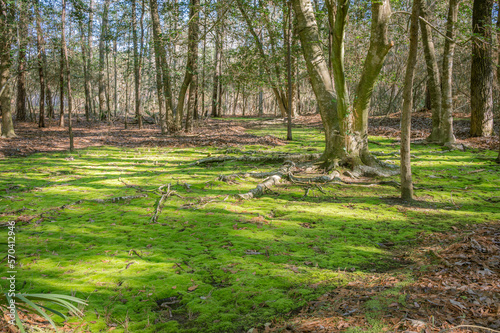 The forest floor is covered in a green blanket of moss.