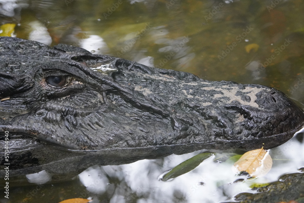Head of the Black Caiman (Melanosuchus niger) Alligatoridae family. Amazon Rainforest, Brazil. Head of the Black Caiman (Melanosuchus niger) Alligatoridae family. Amazon Rainforest, Brazil.