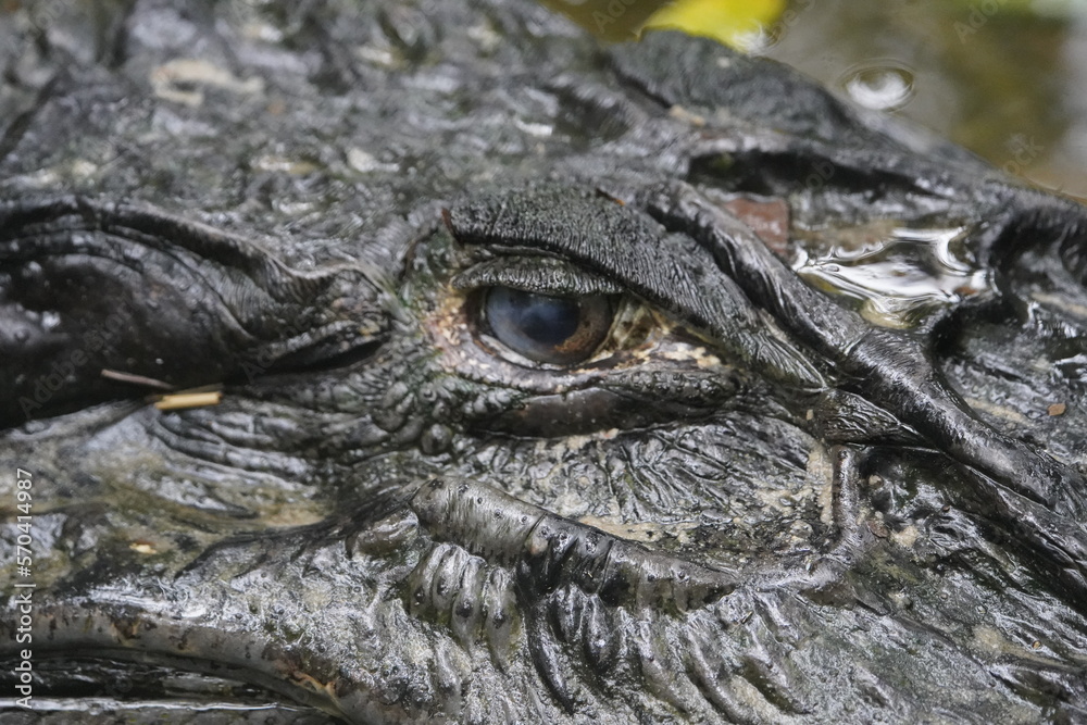 Obraz premium Head of the Black Caiman (Melanosuchus niger) Alligatoridae family. Amazon Rainforest, Brazil.