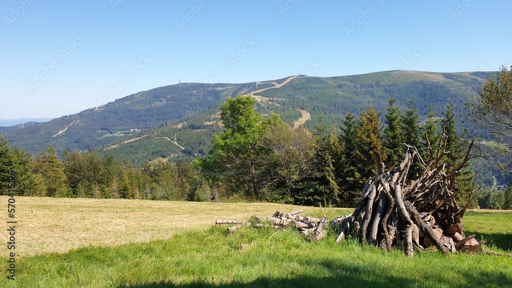 landscape with cows