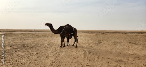 Camel grazing. Some camels grazing in the wild in Al Bandariyah  Al Qassim Province  Saudi Arabia 