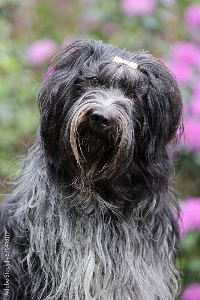 portrait of dutch sheepdog (schapendoes) outdoors portrait of dutch sheepdog (schapendoes) outdoors