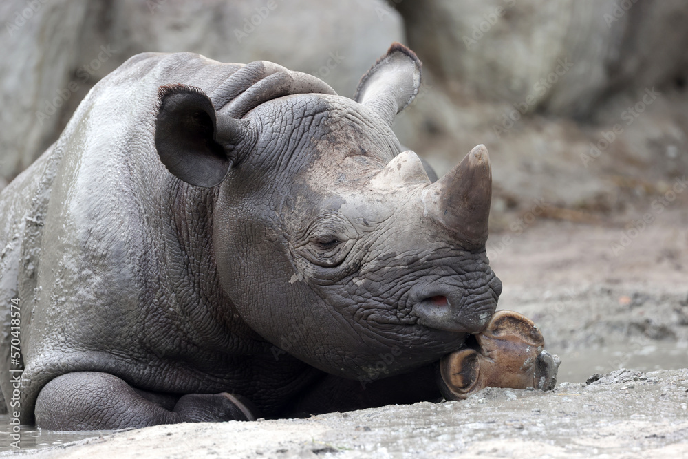 A black rhinoceros, black rhino or hook-lipped rhinoceros is having fun in a pool of water