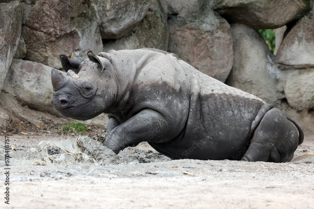 A black rhinoceros, black rhino or hook-lipped rhinoceros is having fun in a pool of water A black rhinoceros, black rhino or hook-lipped rhinoceros is having fun in a pool of water