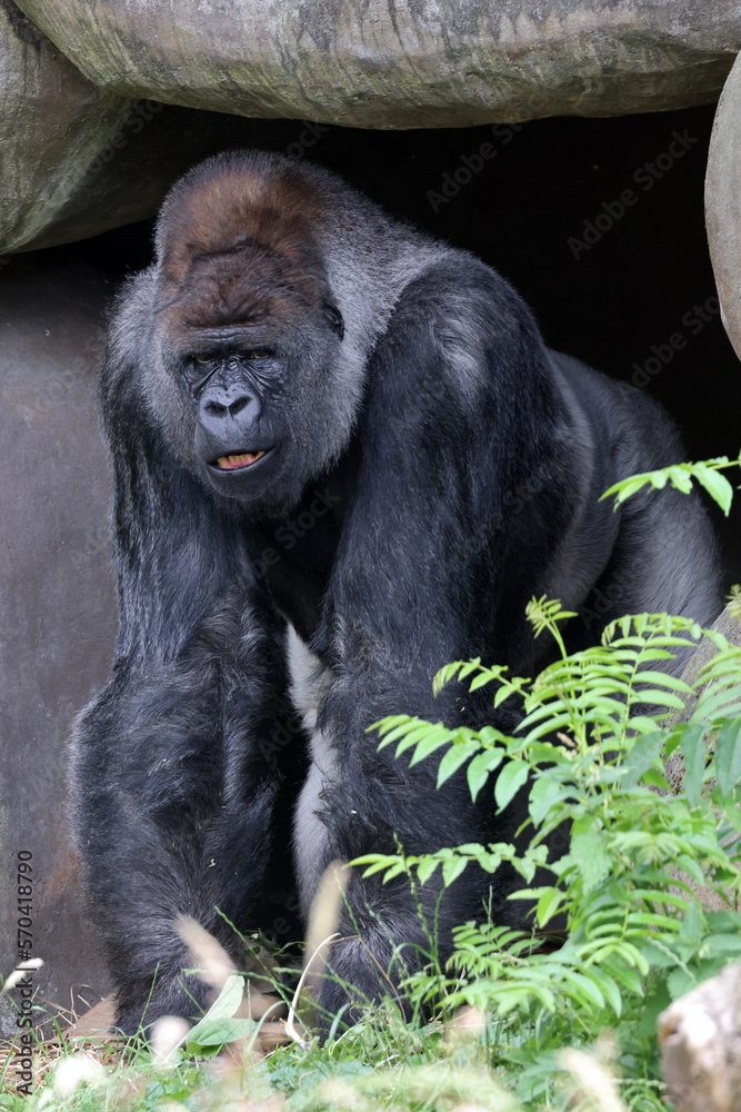 portrait of western lowland silverback gorilla