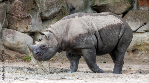 A black rhinoceros  black rhino or hook-lipped rhinoceros is having fun in a pool of water
