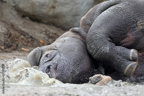 A black rhinoceros, black rhino or hook-lipped rhinoceros is having fun in a pool of water