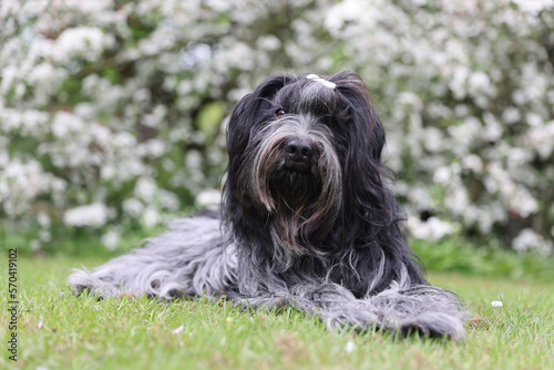 Dutch sheepdog on the grass in the garden