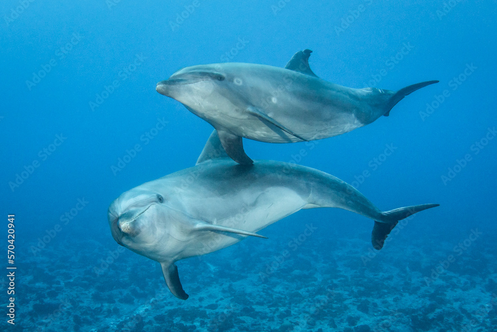 Fototapeta premium Bottlenose dolphin, French Polynesia