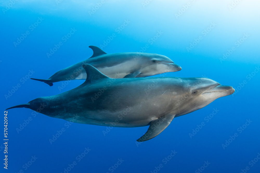 Naklejka premium Bottlenose dolphin, French Polynesia