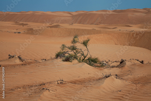 Desert plants © Monika