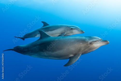 Bottlenose dolphin  French Polynesia