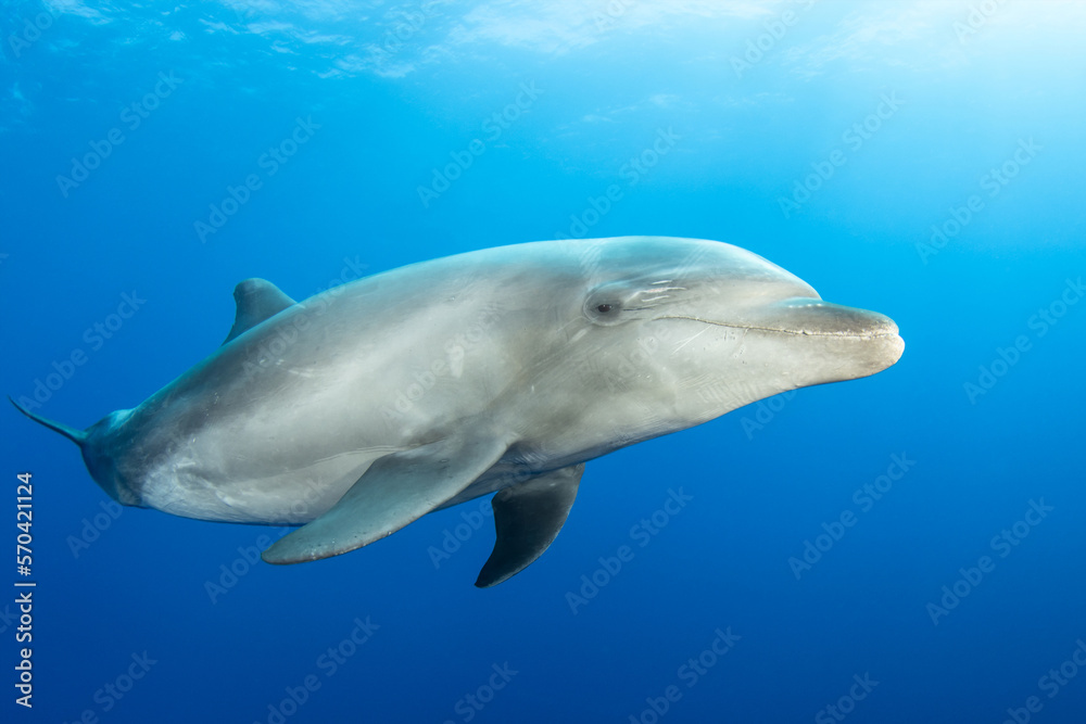 Fototapeta premium Bottlenose dolphin, French Polynesia