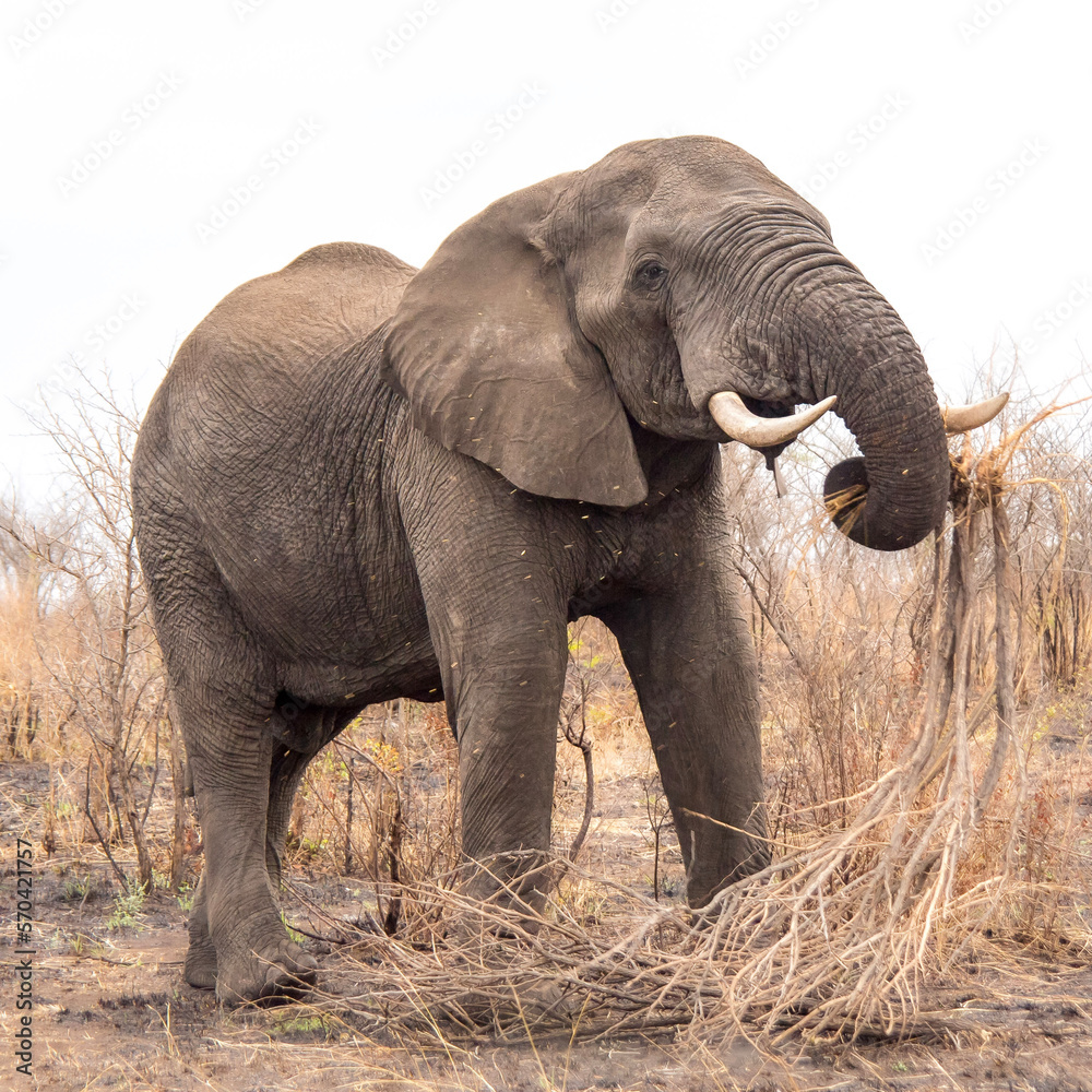 Obraz premium African Elephant, Kruger National Park, South Africa