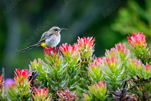 Photography Cape Sugarbird on a flower