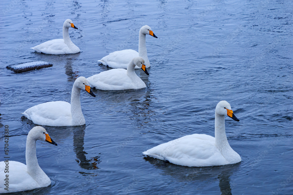Fototapeta premium 青森県十和田市の白鳥