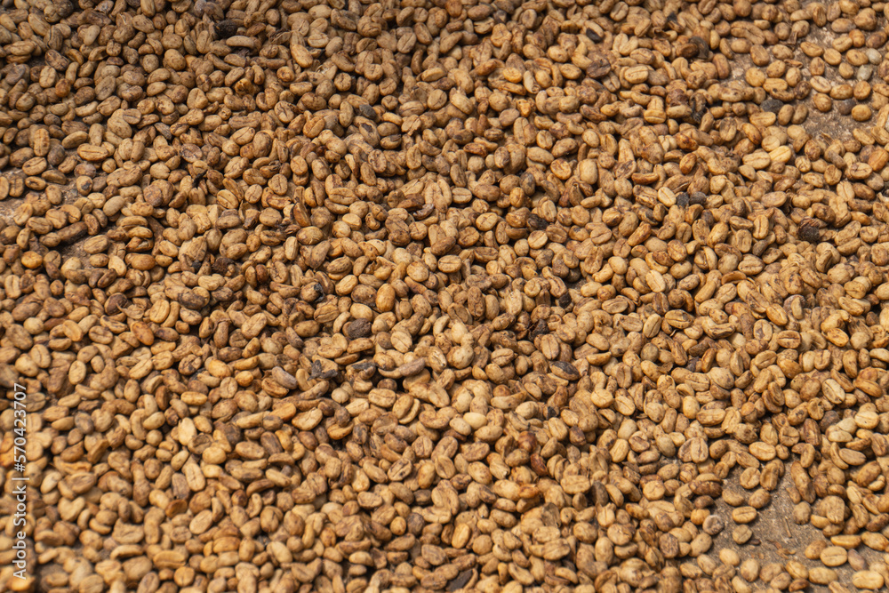coffee beans drying in the sun before being roasted
coffee beans drying in the sun before being roasted