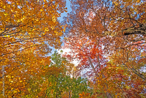 Autumn Panorama in the Canopy