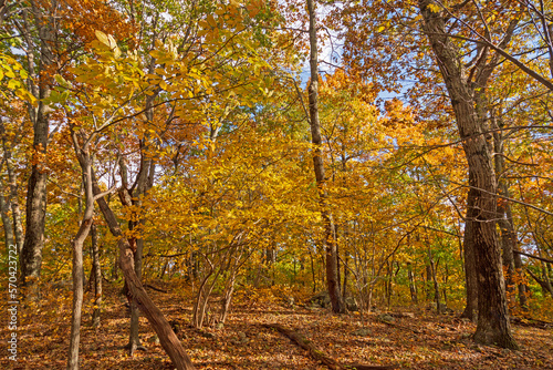 Yellow Forest in a Secluded Glade