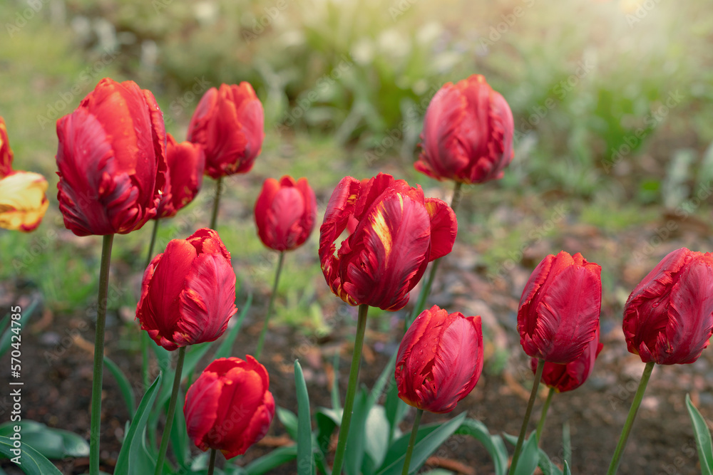 beautiful big blooming red tulips in the garden in spring beautiful big blooming red tulips in the garden in spring