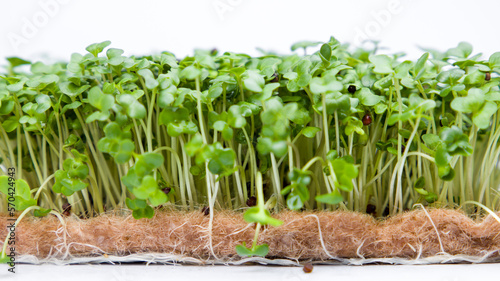Fresh green cabbage microgreens isolated on white background. Concept of healthy food and diet