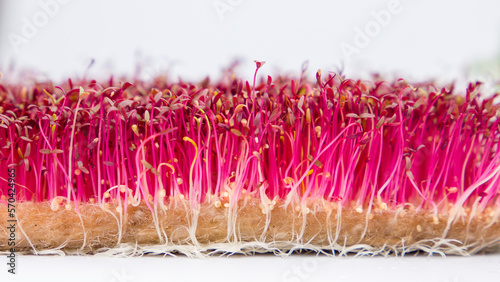Fresh red amaranth microgreens isolated on white background. Concept of healthy food and diet photo