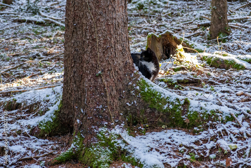 Cat in winter forest . Katze im Winterwald