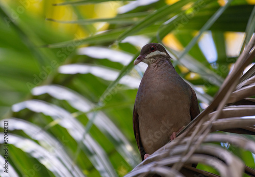 A shy Briddled Quail Dove  photo