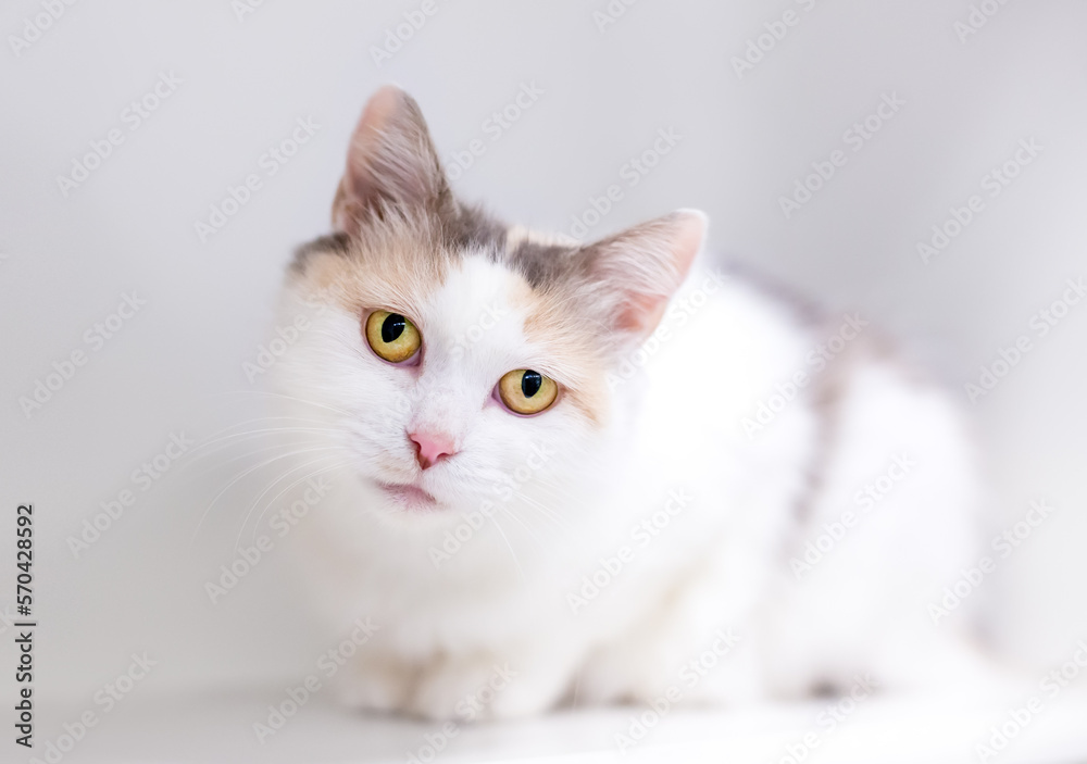 A Dilute Calico shorthair cat in a crouching position looking at the camera with a head tilt