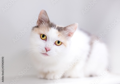 A Dilute Calico shorthair cat in a crouching position looking at the camera with a head tilt