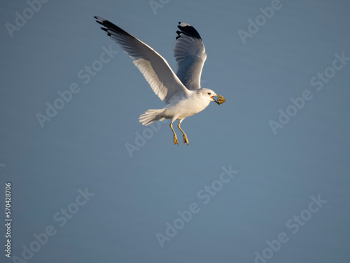 Common gull, Larus canus photo
