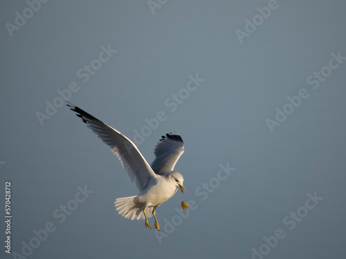 Common gull, Larus canus photo