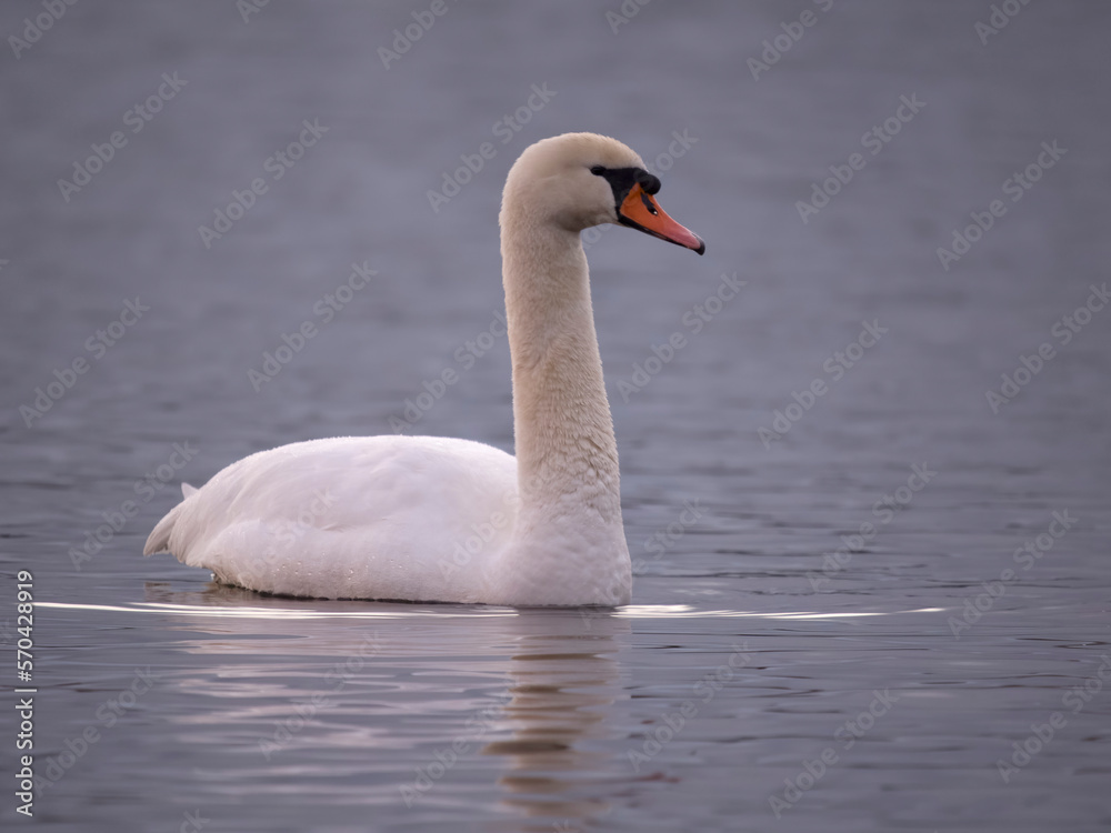 Mute swan, Cygnus olor Mute swan, Cygnus olor