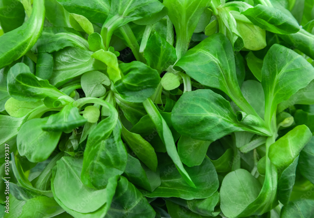Corn salad leaves Corn salad leaves