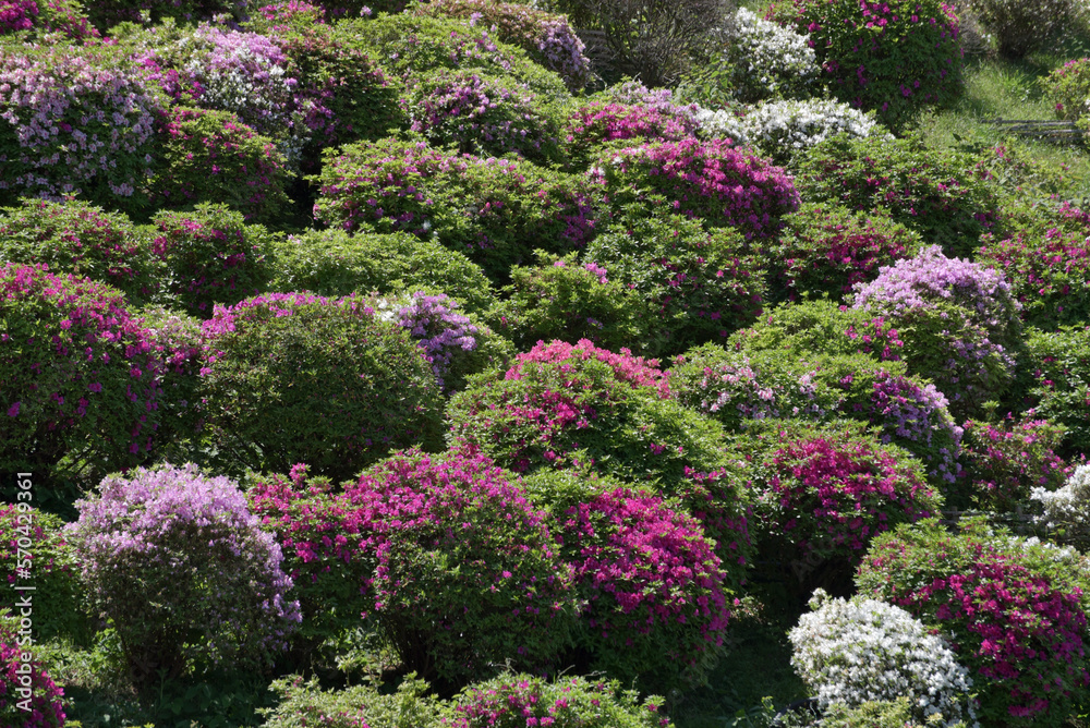 Obraz premium ツツジの花