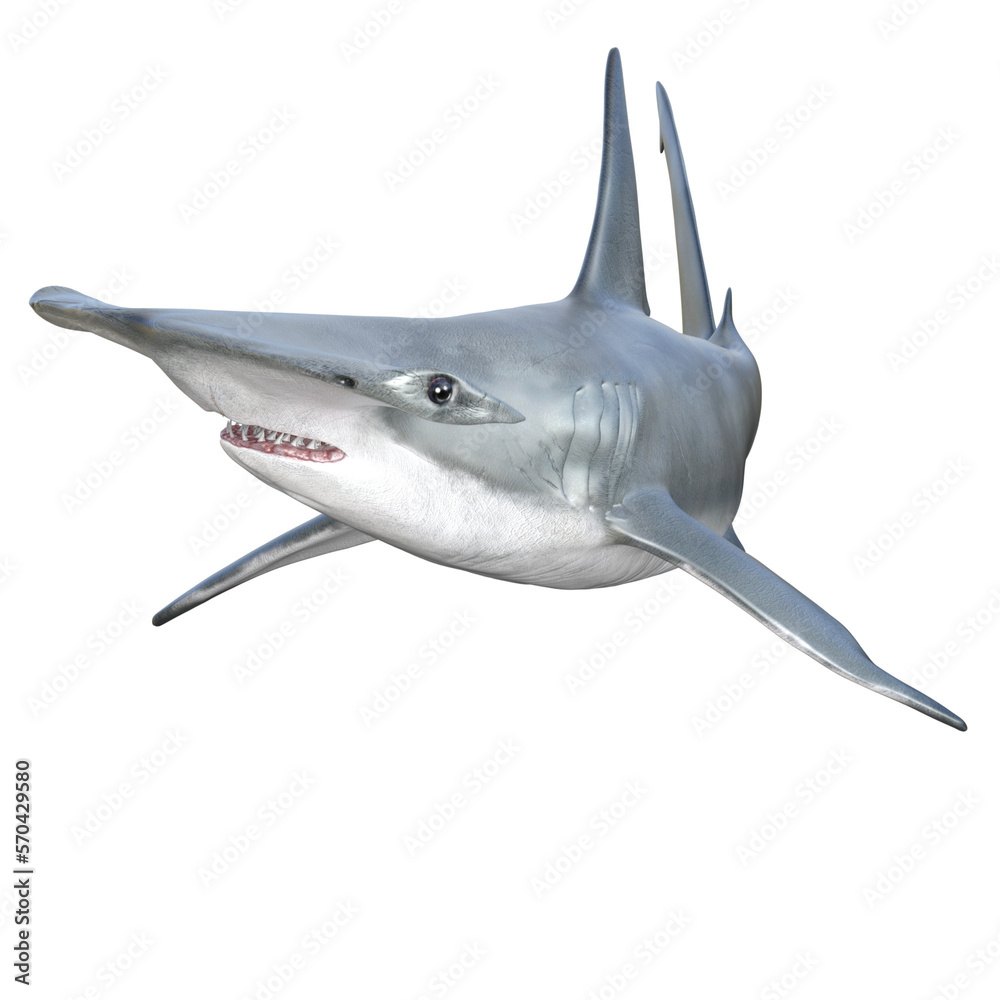 Hammerhead shark isolated 3d render - obrazy, fototapety, plakaty 