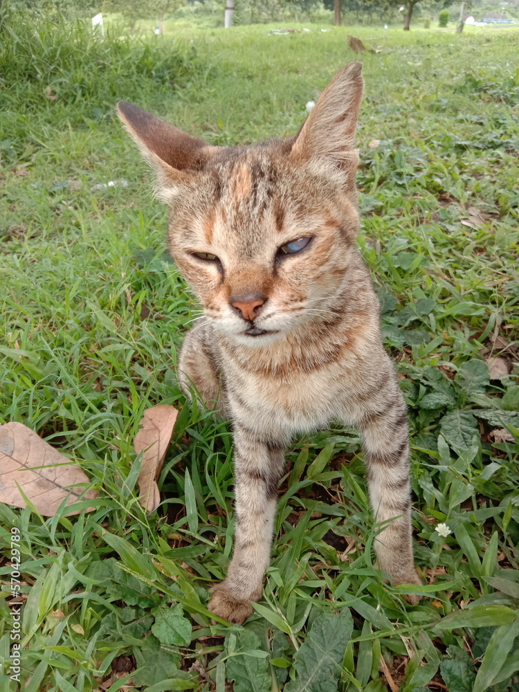 Naklejka premium A small cat in the garden