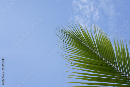 coconut palm tree against blue sky in summer with copy space 