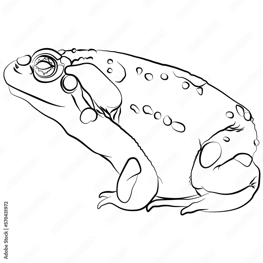 Colorado River Toad of the Colorado River, Bufo alvarius a toad from