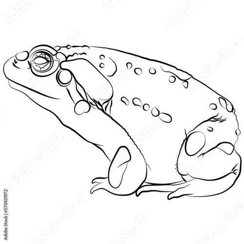 Colorado River Toad of the Colorado River, Bufo alvarius a toad from the Sonoran desert with poisonous toxin hallucinogenic glands frog warty, warts toad tailless, amphibians side view contour lines