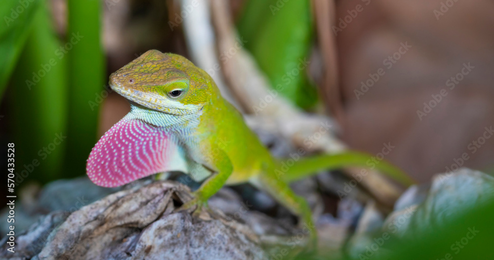 Fototapeta premium Reptile calling for a mate