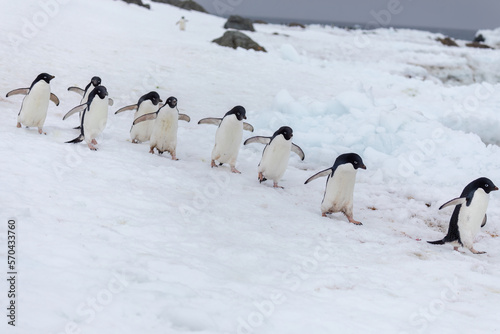 Adelie Penguins walking to the sea coast in Antarctica